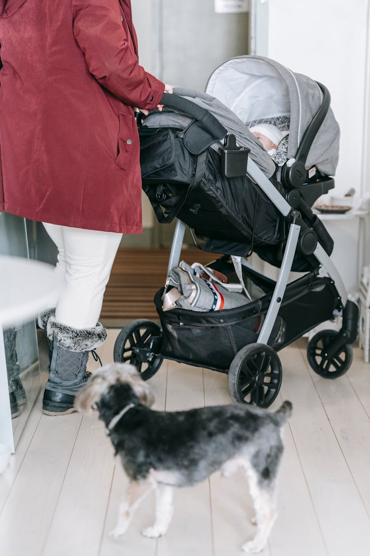 Crop Woman With Dog And Stroller