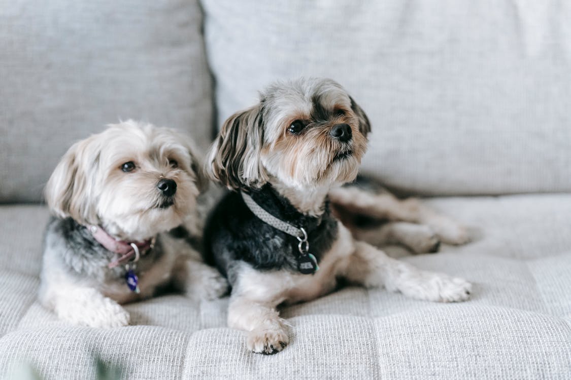 Free Two adorable Morkie dogs sitting on soft sofa and looking away in apartment Stock Photo
