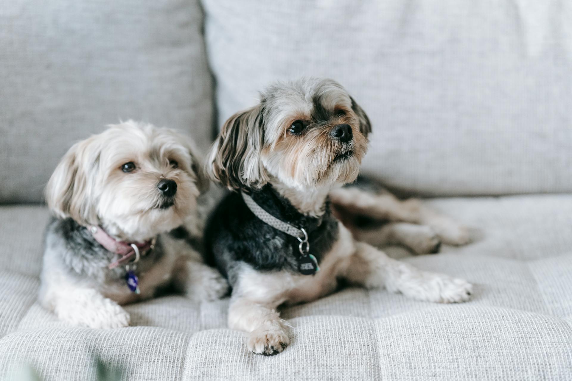 Deux adorables chiens Morkie assis sur un canapé doux et regardant ailleurs dans l'appartement