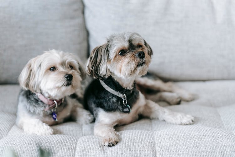 Morkie Dog On Soft Couch