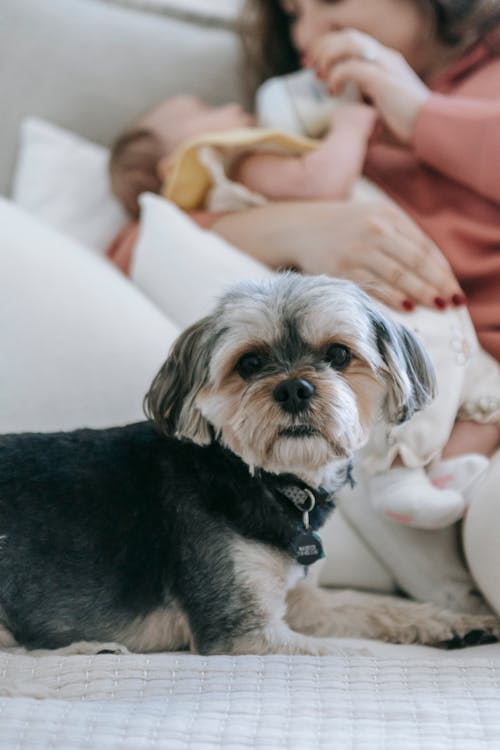 Crop anonymous mother feeding newborn baby with bottle while lying on bed near Morkie dog in light room at home