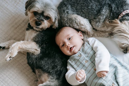 Free Adorable newborn and purebred dog lying on bed Stock Photo