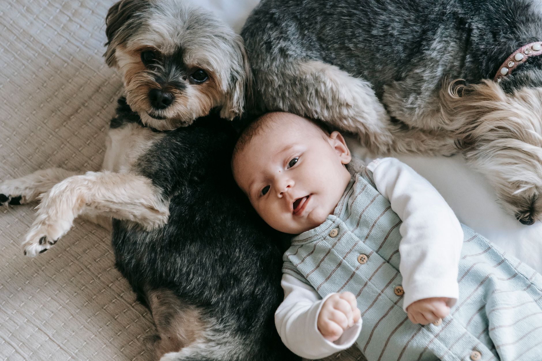 Qué comprar para adaptar la casa cuando llega un bebé y ya tienes mascota