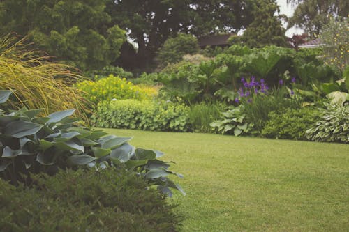 Free Assorted Plants With Trees Photography Stock Photo