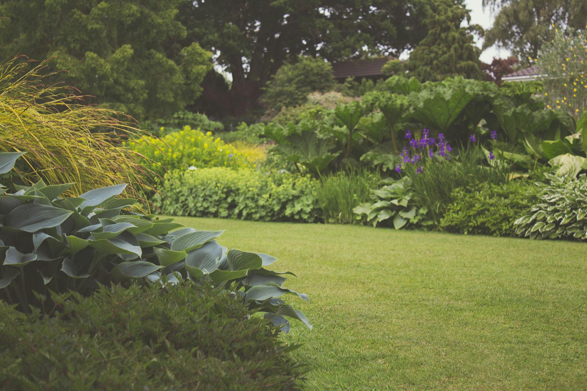 Free stock photo of garden