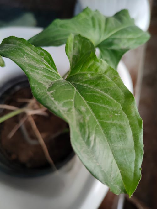 Close up Photo of Plant's Leaf