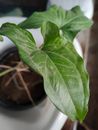 Close up Photo of Plant's Leaf