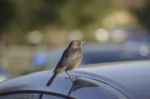 Free stock photo of animals, bird, brown bird