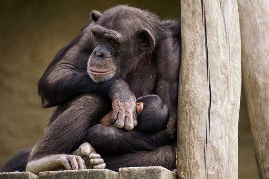 A close-up of a chimpanzee mother cradling her baby outdoors in a wildlife setting.