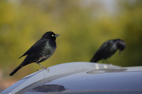 カリフォルニア, カリフォルニアの鳥, ロサンゼルスの無料の写真素材