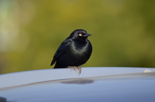 カリフォルニア, カリフォルニアの鳥, ロサンゼルスの無料の写真素材