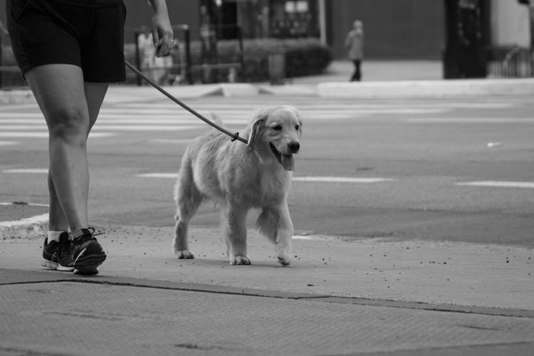 Person Walking With A Dog