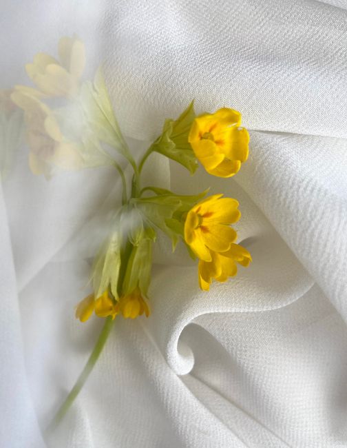 Top view of delicate yellow flowers with long green stem placed on white creased fabric in light room at home