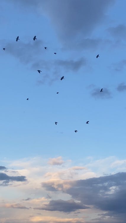 Flock of birds with spread wings soaring high in air on blue sky with fluffy clouds in nature on sunny day