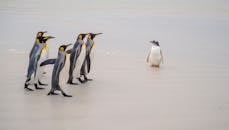 A Waddle of Penguins on the Shore