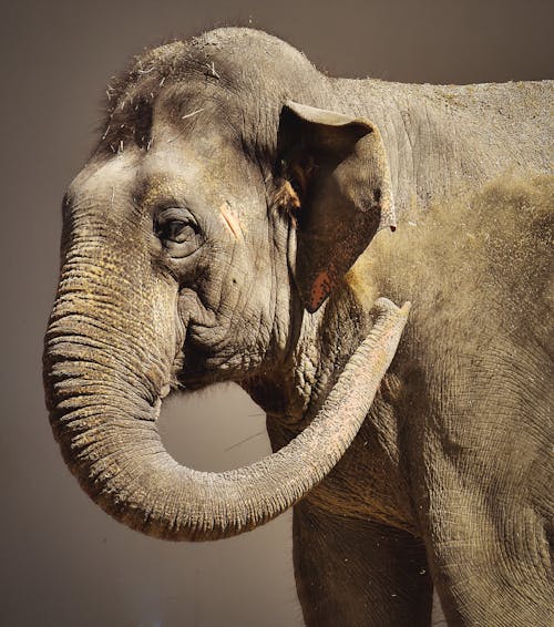 Fotobanka s bezplatnými fotkami na tému chobot slona, divočina, hlava