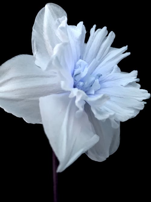 Narcissus Flower in Close Up Photography