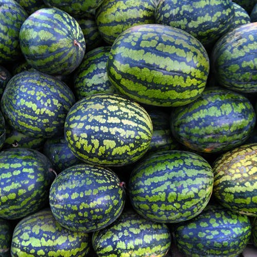 Free Close-Up Photo of Green Watermelons Stock Photo