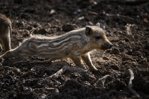 Close-Up Photo of a Brown Piglet on the Mud