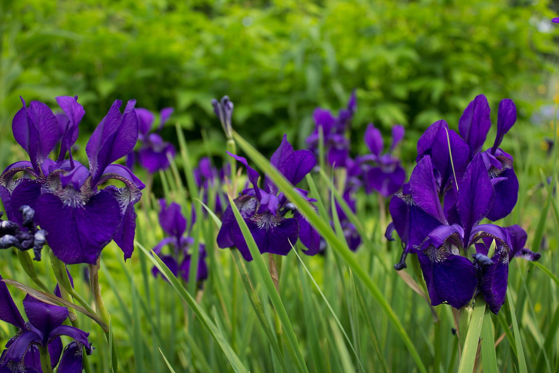 Selective Focus Photography Of Iris Flowers Free Stock Photo Selective Focus Photography Of Iris Flowers Free Stock Photo