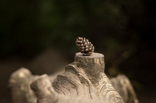 Free Brown Pine Cone on Brown Wood Stock Photo