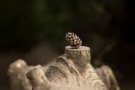 Brown Pine Cone on Brown Wood