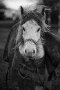 Grayscale Photo of Woman in Black Jacket Standing Beside Horse