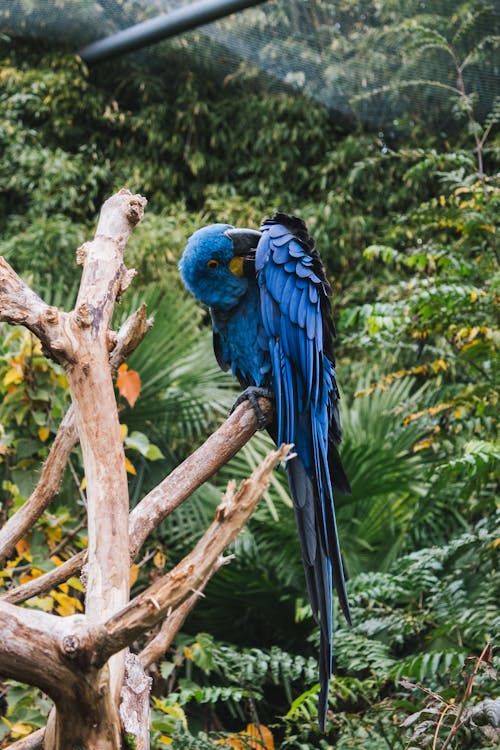 Beautiful Blue Parrot on Brown Tree Branch