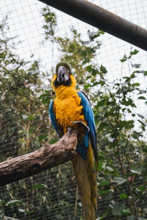 Blue and Yellow Parrot on Brown Tree Branch