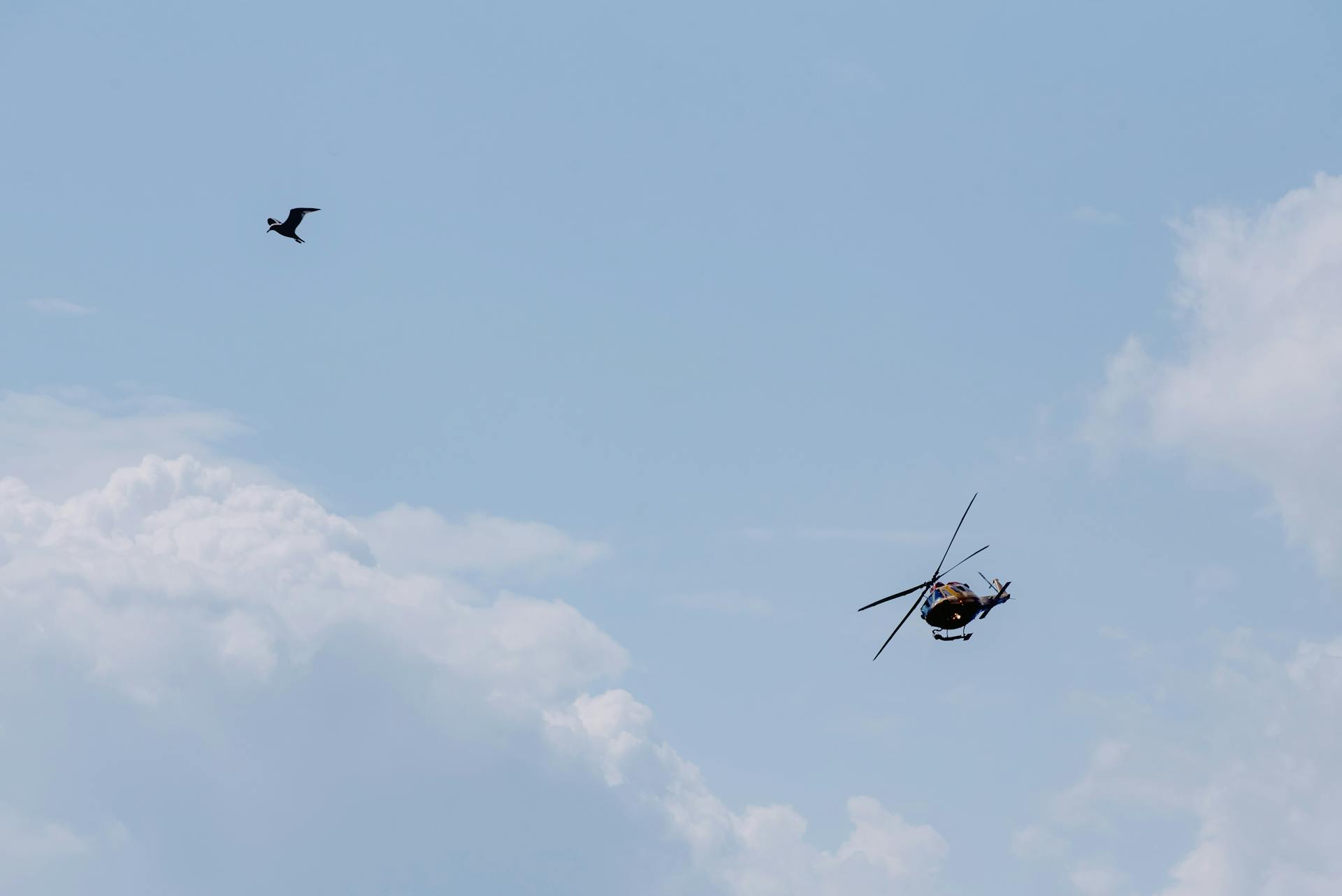 Military helicopter and bird flying in cloudy sky