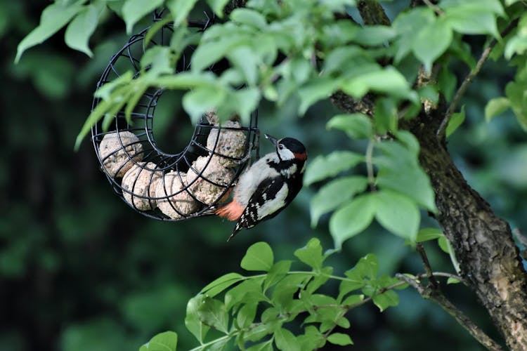 Woodpecker Eating