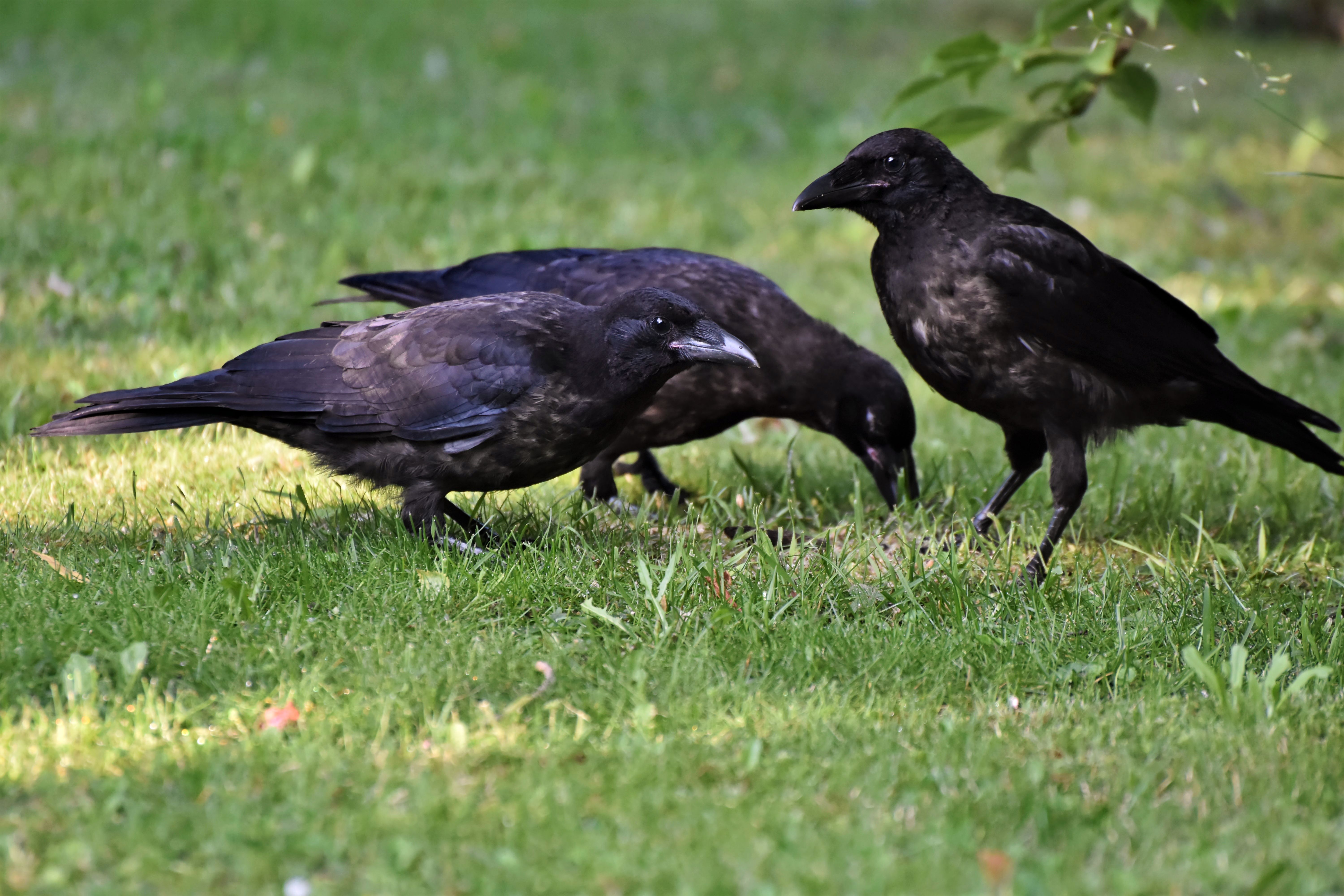 Black Crow on Green Grass · Free Stock Photo