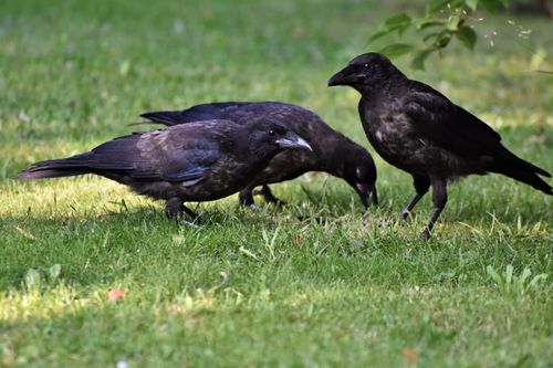 Free Three black crows on green grass, captured in natural light, showcasing wildlife behavior. Stock Photo