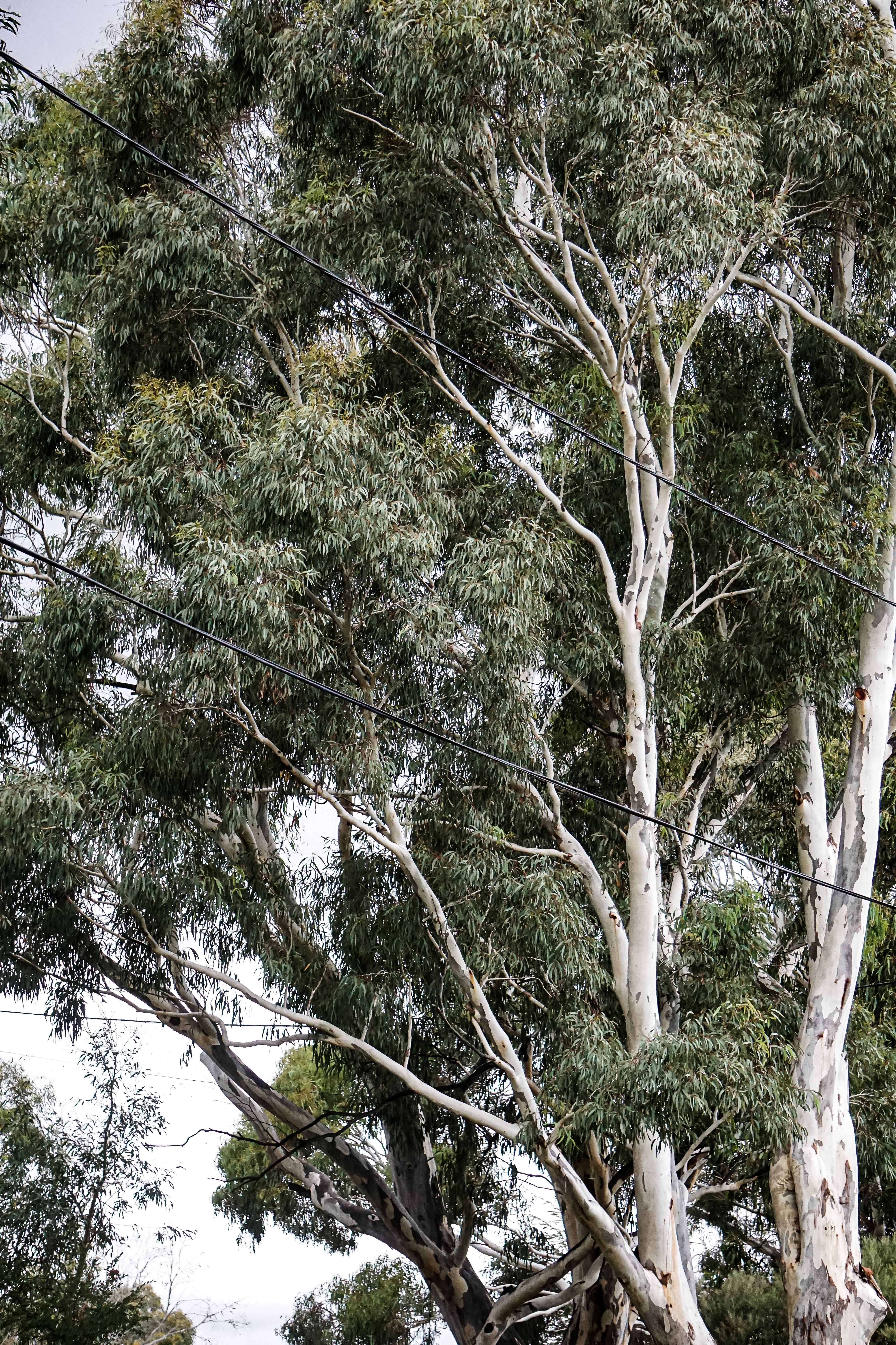 Gratis lagerfoto af eukalyptus Lagerfoto