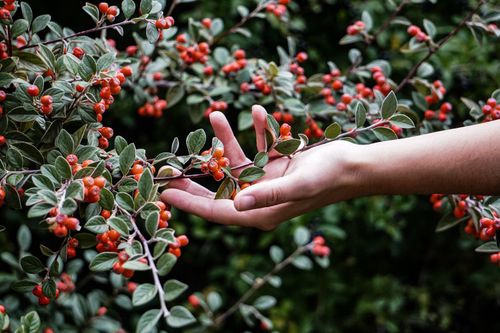Free Side view of crop anonymous female gardener touching branch of cotoneaster shrub growing in countryside Stock Photo