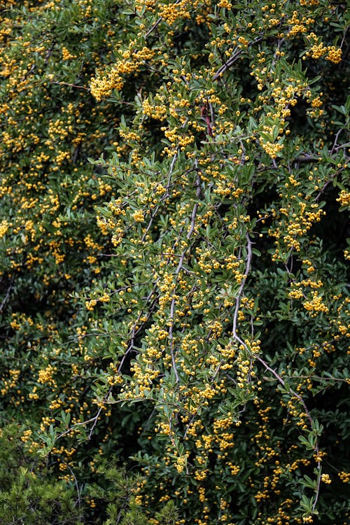 Indian barberry shrub with thin branches covered with foliage and berries growing in nature