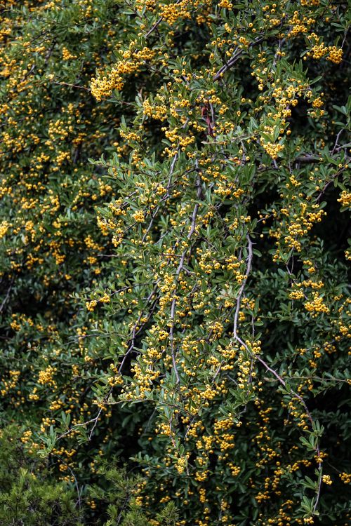 Free Indian barberry shrub with thin branches covered with foliage and berries growing in nature Stock Photo