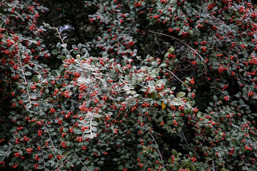 Branches of cotoneaster shrub with ripe red berries