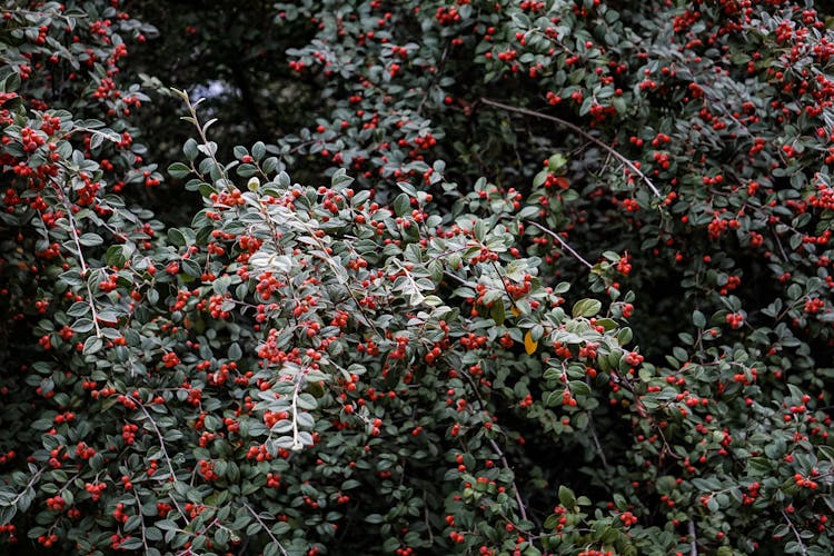 Branches Of Cotoneaster Shrub With Ripe Red Berries