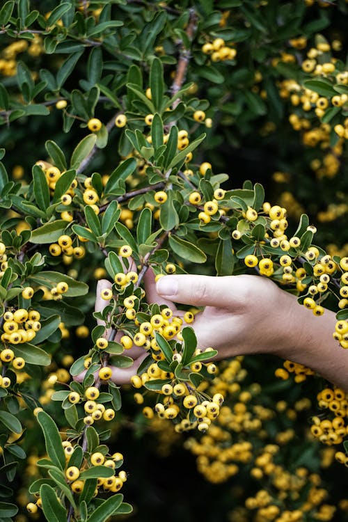 High angle of crop anonymous female gardener holding branch of barberry with yellow berries cultivated in garden