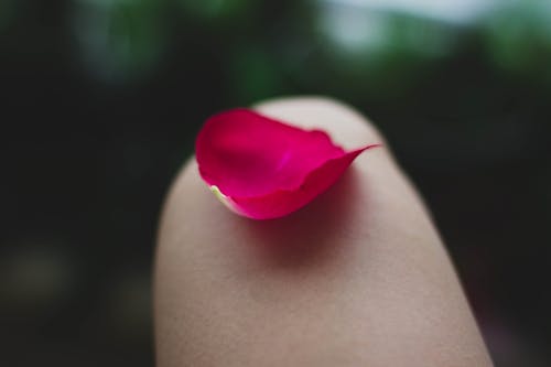 Лепесток цветка розы