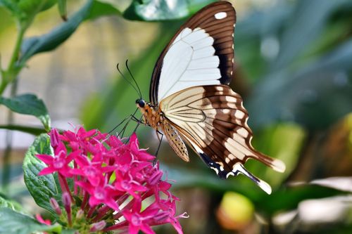 Free Close-up of a butterfly on pink flowers in a garden setting with blurred background. Stock Photo