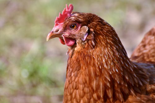 Brown Hen in Close Up Photography