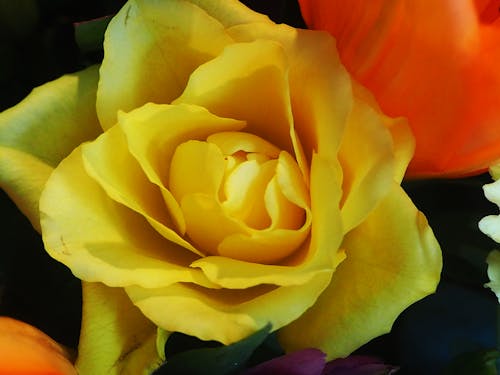 Yellow Rose