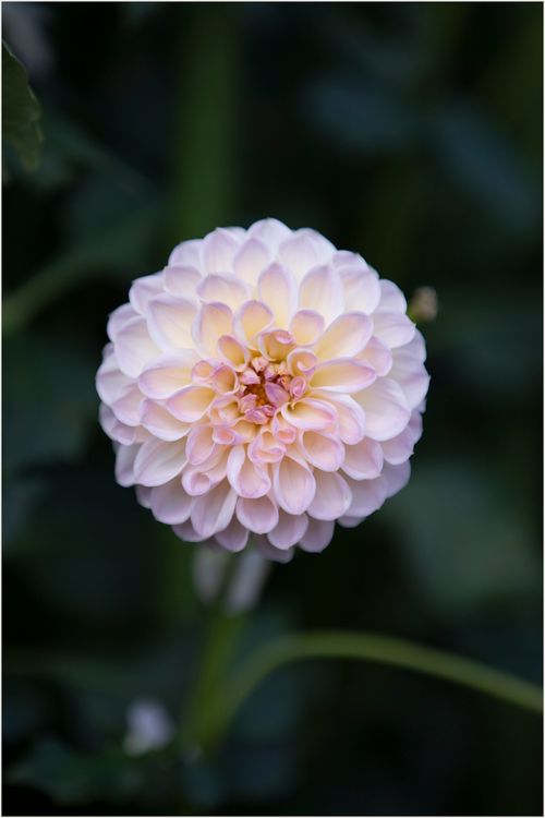 Free Delicate blooming pink dahlia flower with soft petals captured in a lush garden setting. Stock Photo