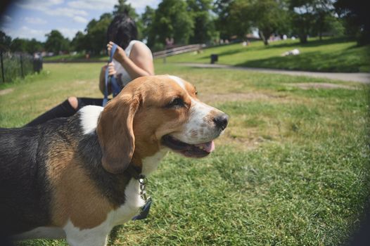 比格犬和主人在阳光明媚的一天里，于郁郁葱葱的绿色公园中享受时光