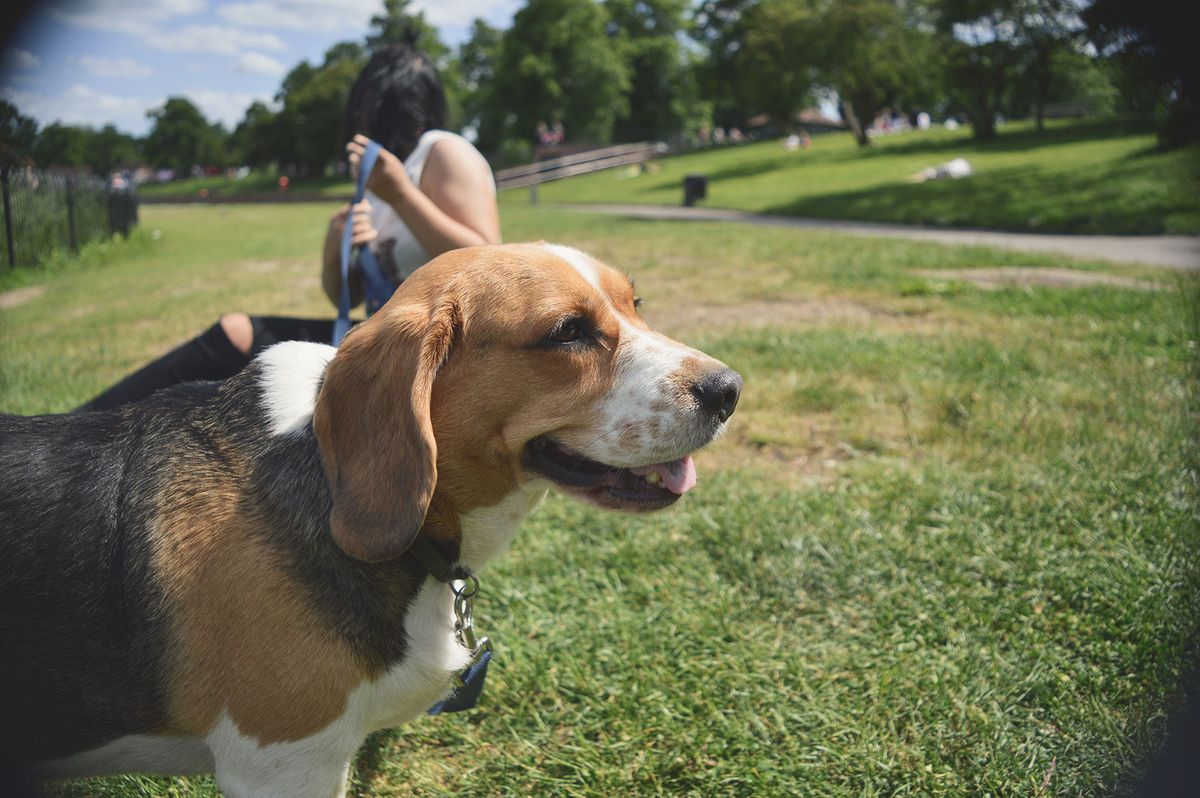 A beagle walks in a sunny park, the kind of normal outing a sitter note should protect.