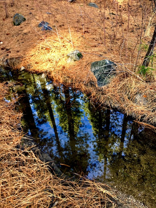 Foto d'estoc gratuïta de bosc i rierols