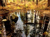 宁静的秋色中，溪流映照着森林的倒影，捕捉到充满活力的秋意
