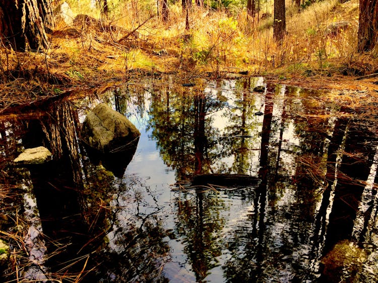 Body Of Water In Forest